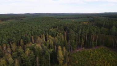Kozalaklı kozalaklı orman çam uçakları Polonya İHA 'sı