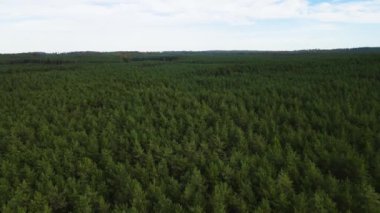 Kozalaklı kozalaklı orman çam uçakları Polonya İHA 'sı