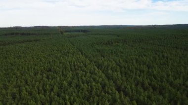 Kozalaklı kozalaklı orman çam uçakları Polonya İHA 'sı