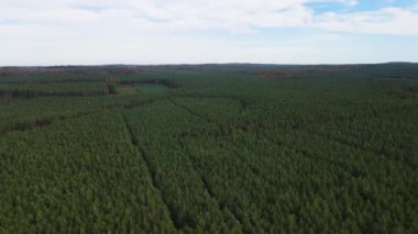 Kozalaklı kozalaklı orman çam uçakları Polonya İHA 'sı