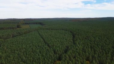 Kozalaklı kozalaklı orman çam uçakları Polonya İHA 'sı