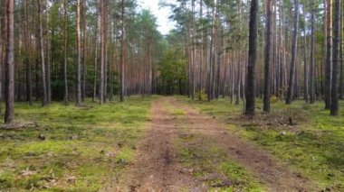 Kozalaklı kozalaklı orman çam uçakları Polonya İHA 'sı