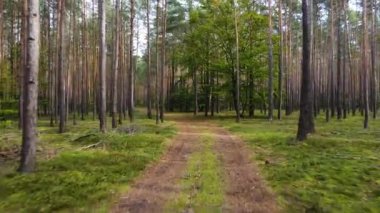 Kozalaklı kozalaklı orman çam uçakları Polonya İHA 'sı