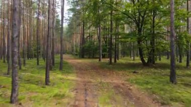 Kozalaklı kozalaklı orman çam uçakları Polonya İHA 'sı