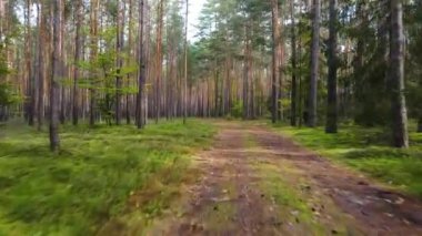 Kozalaklı kozalaklı orman çam uçakları Polonya İHA 'sı