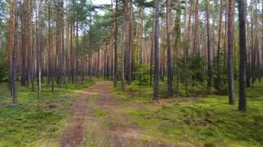 Kozalaklı kozalaklı orman çam uçakları Polonya İHA 'sı