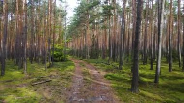 Kozalaklı kozalaklı orman çam uçakları Polonya İHA 'sı