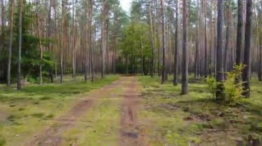 Kozalaklı kozalaklı orman çam uçakları Polonya İHA 'sı