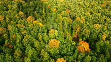 Blue Ridge Dağları, Gürcistan Dağları Chattahoochee-Oconee Ulusal Ormanı 'nda renk değiştiren ağaç ormanlarının insansız hava aracı..