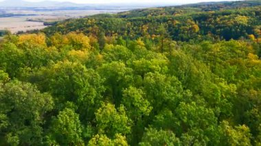 Blue Ridge Dağları, Gürcistan Dağları Chattahoochee-Oconee Ulusal Ormanı 'nda renk değiştiren ağaç ormanlarının insansız hava aracı..