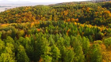 Blue Ridge Dağları, Gürcistan Dağları Chattahoochee-Oconee Ulusal Ormanı 'nda renk değiştiren ağaç ormanlarının insansız hava aracı..