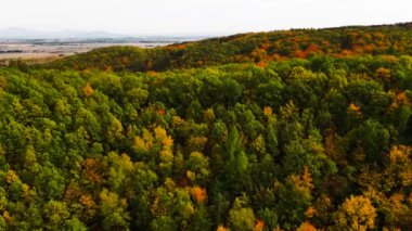 Blue Ridge Dağları, Gürcistan Dağları Chattahoochee-Oconee Ulusal Ormanı 'nda renk değiştiren ağaç ormanlarının insansız hava aracı..