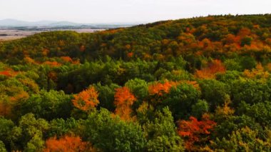 Blue Ridge Dağları, Gürcistan Dağları Chattahoochee-Oconee Ulusal Ormanı 'nda renk değiştiren ağaç ormanlarının insansız hava aracı..