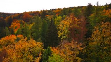 Blue Ridge Dağları, Gürcistan Dağları Chattahoochee-Oconee Ulusal Ormanı 'nda renk değiştiren ağaç ormanlarının insansız hava aracı..