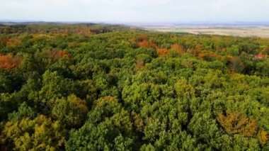 Blue Ridge Dağları, Gürcistan Dağları Chattahoochee-Oconee Ulusal Ormanı 'nda renk değiştiren ağaç ormanlarının insansız hava aracı..