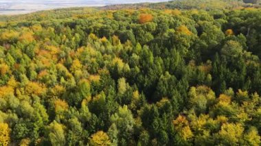 Blue Ridge Dağları, Gürcistan Dağları Chattahoochee-Oconee Ulusal Ormanı 'nda renk değiştiren ağaç ormanlarının insansız hava aracı..