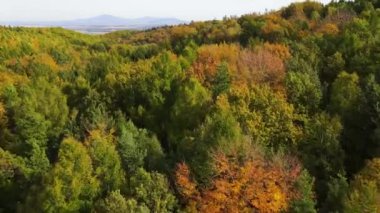Blue Ridge Dağları, Gürcistan Dağları Chattahoochee-Oconee Ulusal Ormanı 'nda renk değiştiren ağaç ormanlarının insansız hava aracı..