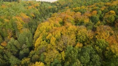 Blue Ridge Dağları, Gürcistan Dağları Chattahoochee-Oconee Ulusal Ormanı 'nda renk değiştiren ağaç ormanlarının insansız hava aracı..