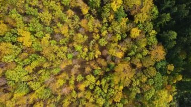 Blue Ridge Dağları, Gürcistan Dağları Chattahoochee-Oconee Ulusal Ormanı 'nda renk değiştiren ağaç ormanlarının insansız hava aracı..