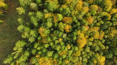Blue Ridge Dağları, Gürcistan Dağları Chattahoochee-Oconee Ulusal Ormanı 'nda renk değiştiren ağaç ormanlarının insansız hava aracı..