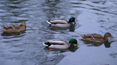 Vahşi ördekler gölde yüzer.