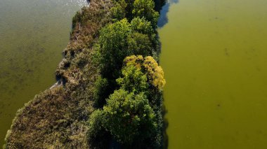 Gölün üzerinden su manzaralı ağaçlar