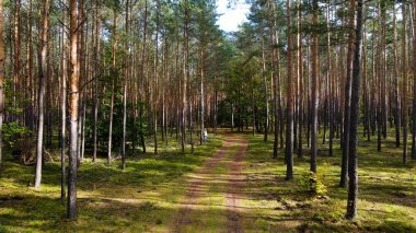 Kozalaklı orman köknar ağaçları çam manzaralı