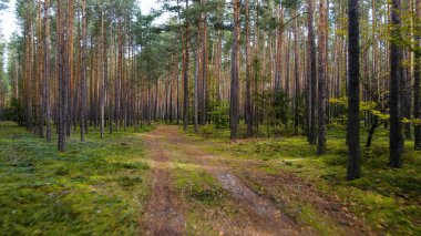 Kozalaklı orman köknar ağaçları çam manzaralı