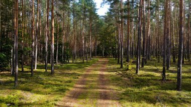 Kozalaklı orman köknar ağaçları çam manzaralı