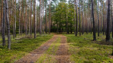 Kozalaklı orman köknar ağaçları çam manzaralı