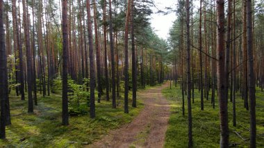 Kozalaklı orman köknar ağaçları çam manzaralı
