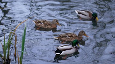Vahşi ördekler gölde yüzer.