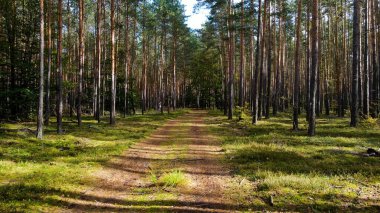 Kozalaklı orman köknar ağaçları çam manzaralı