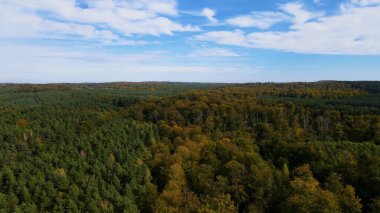 Kozalaklı orman köknar ağaçları çam manzaralı