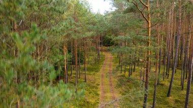 Kozalaklı orman köknar ağaçları çam manzaralı