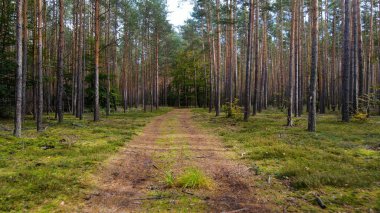 Kozalaklı orman köknar ağaçları çam manzaralı