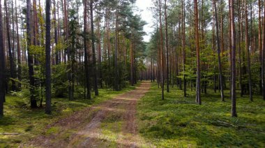 Kozalaklı orman köknar ağaçları çam manzaralı