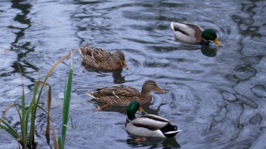 Vahşi ördekler gölde yüzer.