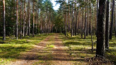 Kozalaklı orman köknar ağaçları çam manzaralı