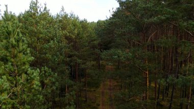 Kozalaklı orman köknar ağaçları çam manzaralı