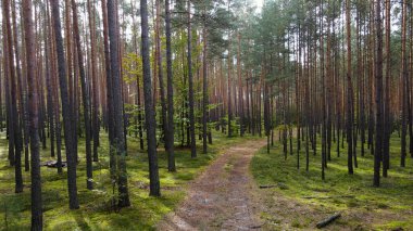 Kozalaklı orman köknar ağaçları çam manzaralı