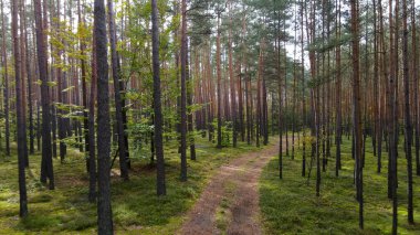 Kozalaklı orman köknar ağaçları çam manzaralı