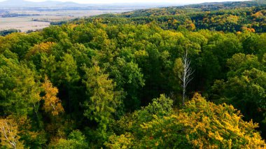 Tepedeki ormandan sonbahar manzarası