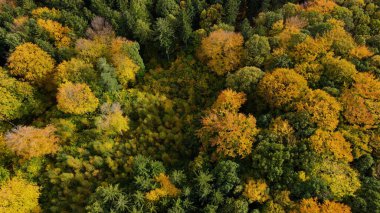 Tepedeki ormandan sonbahar manzarası