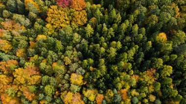 Tepedeki ormandan sonbahar manzarası