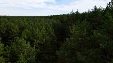 Kozalaklı orman köknar ağaçları çam manzaralı