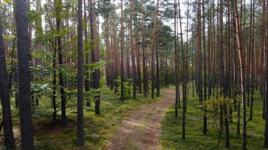 Kozalaklı orman köknar ağaçları çam manzaralı