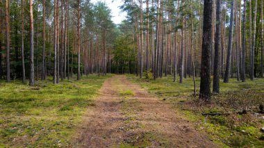 Kozalaklı orman köknar ağaçları çam manzaralı