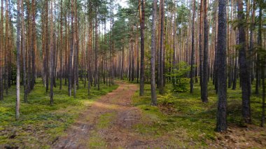 Kozalaklı orman köknar ağaçları çam manzaralı