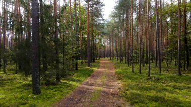 Kozalaklı orman köknar ağaçları çam manzaralı